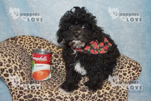 Featured Puppy - Iven