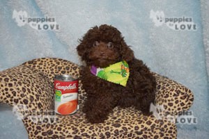 Featured Puppy - Coco