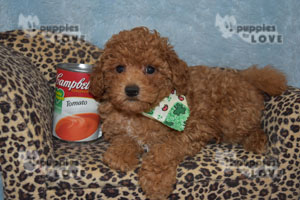 Featured Puppy - Reed