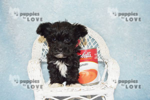 Featured Puppy - Tiny Tim