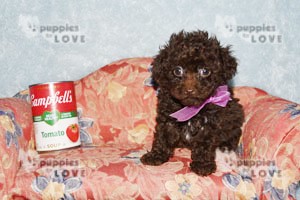 Featured Puppy - Clover
